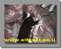 לולה ופיגארו לולה ופיגארו